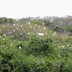 Bang Lang Stork Sanctuary - Can Tho
