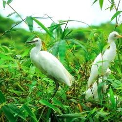 Bang Lang Stork Sanctuary - Can Tho