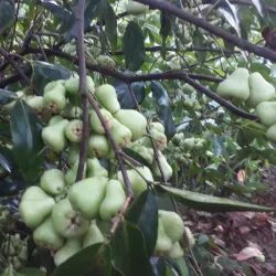 Phung Hiep Floating Market - Can Tho