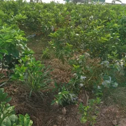 Thanh Ha Ancient Village - Hai Duong