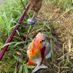 Hang Kenh Market - Hai Phong