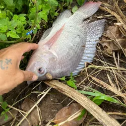 Hang Kenh Market - Hai Phong