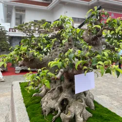 Hưng Yên Museum - Hưng Yên (Huong Yen)