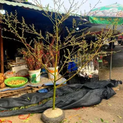 Phố Hiến Market - Hưng Yên (Huong Yen)