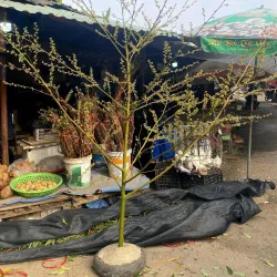 Phố Hiến Market - Hưng Yên (Huong Yen)