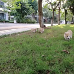 Red River Scenic Area - Hưng Yên (Huong Yen)