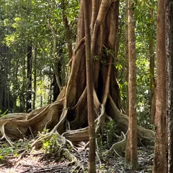 Chu Mom Ray National Park - Kon Tum