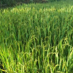 Sa Loong Village - Kon Tum