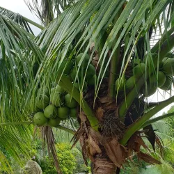 Phuoc Kien Pagoda - Long Xuyen