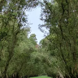 Tra Su Cajuput Forest - Long Xuyen