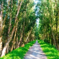 Tra Su Cajuput Forest - Long Xuyen