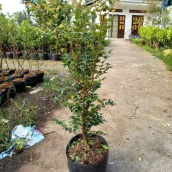 Ben Tre Province - Mekong