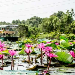 Dong Thap Muoi Wetlands - Mekong