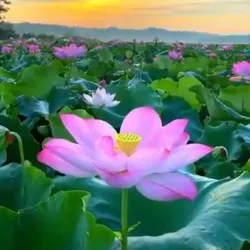 Dong Thap Muoi Wetlands - Mekong