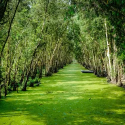Tra Su Cajuput Forest - Mekong