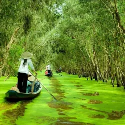 Tra Su Cajuput Forest - Mekong