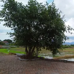 Mau Temple (Đền Mẫu) - Đông Triều