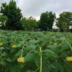 Tam Thanh Lake - Đông Triều