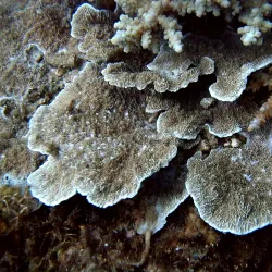 Hon Mun Island - Nha Trang