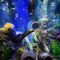 Vinpearl Land Nha Trang - Nha Trang