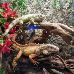 Vinpearl Land Nha Trang - Nha Trang