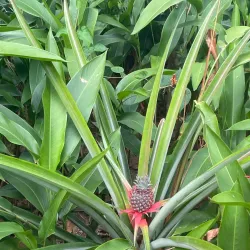 Phu Quoc Pepper Farm - Phu Quoc