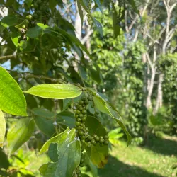 Phu Quoc Pepper Farm - Phu Quoc