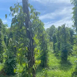 Phu Quoc Pepper Farm - Phu Quoc