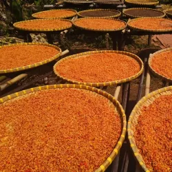 Phu Quoc Pepper Farm - Phu Quoc