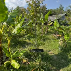 Phu Quoc Pepper Farm - Phu Quoc