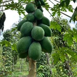 Phu Quoc Pepper Farm - Phu Quoc