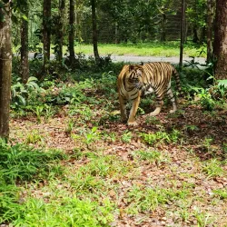 Vinpearl Safari Phu Quoc - Phu Quoc