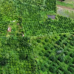 Coffee Plantations Around Pleiku - Pleiku