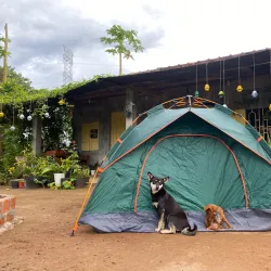 Coffee Plantations Around Pleiku - Pleiku