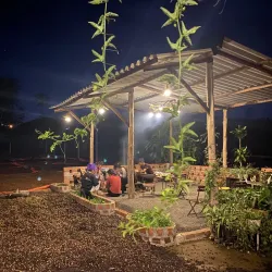 Coffee Plantations Around Pleiku - Pleiku