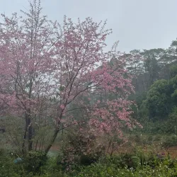 Mang Den Waterfall - Pleiku