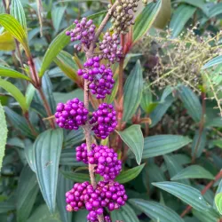 Mang Den Waterfall - Pleiku