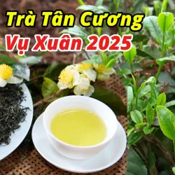 Dai Tu Tea Plantation - Thai Nguyen