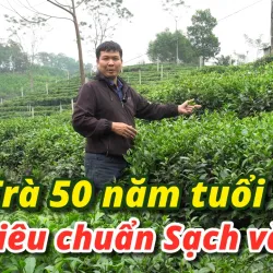 Dai Tu Tea Plantation - Thai Nguyen