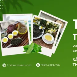 Dai Tu Tea Plantation - Thai Nguyen