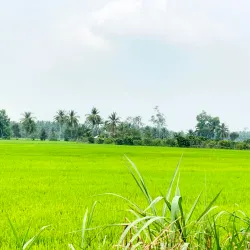 Dong Thap Muoi Wetlands - TP Cao Lanh