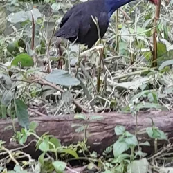 Dong Thap Muoi Wetlands - TP Cao Lanh