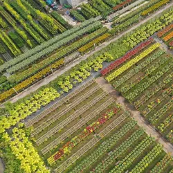 Sa Dec Flower Village - TP Cao Lanh