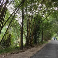 Xeo Quyt Forest - TP Cao Lanh