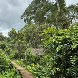 Xeo Quyt Forest - TP Cao Lanh