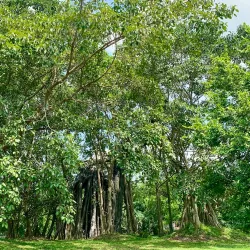 Tan Trao Historical Site - Tuyen Quang