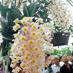 Phu Tho Museum - Viet Tri