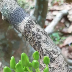 Binh Hoa Phuoc Pagoda - Vinh Long