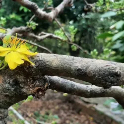 Binh Hoa Phuoc Pagoda - Vinh Long