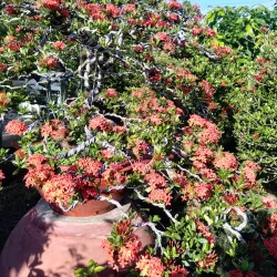 Binh Hoa Phuoc Pagoda - Vinh Long